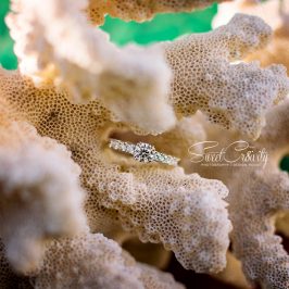 greenpoint lighthouse, sweetcr8ivity, proposal shoot, best durban photographers, young lovers, perspective, proposal shoot, elaine and aveen lutchman, wedding photographers durban, he asked, she said yes, diamond ring, sunset, golden hour, scottburgh, bubbles